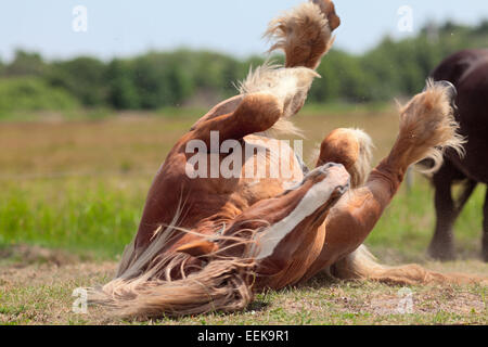 Matériel roulant à cheval sur son dos au soleil sur l'herbe verte à l'intérieur de clôture électrique, qui s'ébattent, jambes en l'air Banque D'Images