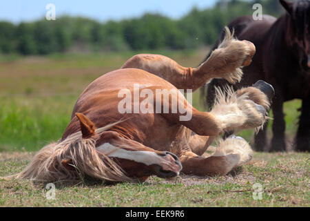 Matériel roulant à cheval sur le côté de soleil sur l'herbe verte à l'intérieur de clôture électrique, qui s'ébattent, jambes en l'air Banque D'Images