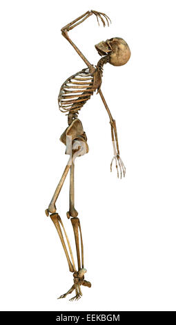 Numérique 3D render of a human skeleton danse isolé sur fond blanc Banque D'Images