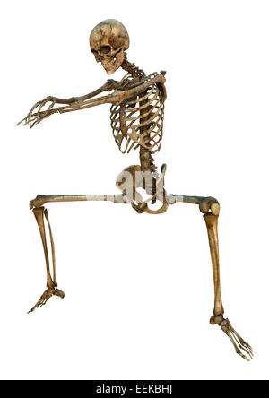 Numérique 3D render of a human skeleton danse isolé sur fond blanc Banque D'Images