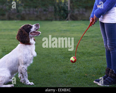 Girl Throwing Ball pour chien Épagneul Pet In Garden Banque D'Images