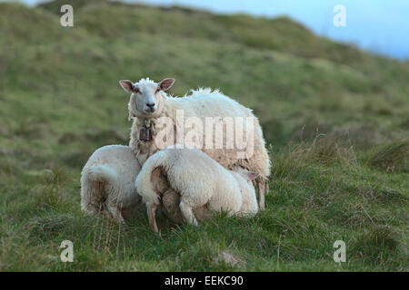 Moutons avec les agneaux à la côte atlantique, de la norvège Banque D'Images