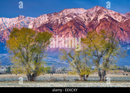 Alpenglow dans l'Est de la Sierra Nevada et de peupliers en automne à Round Valley près de Bishop, en Californie, USA Banque D'Images