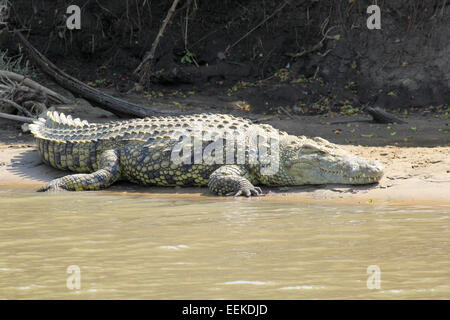 Un énorme Crocodile du Nil, Crocodylus niloticus, reposant sur un banc de sable le long d'une rivière dans le Parc National du Serengeti, Tanzanie Banque D'Images