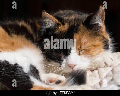 Chat Calico endormi dans sun Banque D'Images