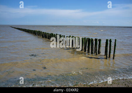 Les défenses de la mer sur la plage à marée haute Cudmore Grove Country Park , Île de Mersea, Essex. Banque D'Images