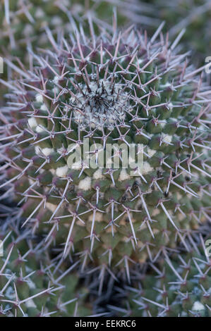 Mammillaria carnea. Banque D'Images