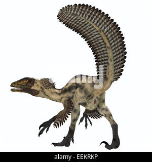 Deinonychus était un théropode carnivore qui vivait dans la période du Crétacé d'Amérique du Nord. Banque D'Images
