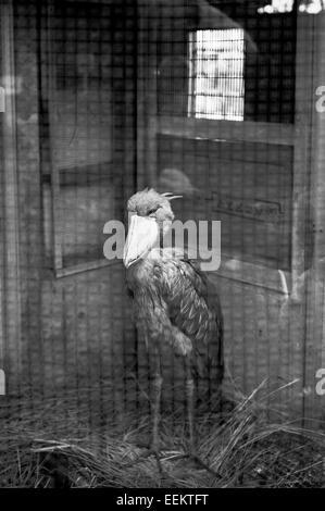 Un Bec-en-sabot dans une cage de zoo de Ueno, Tokyo, Japon Banque D'Images