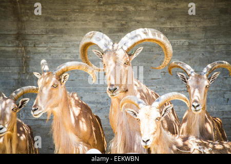 Beau groupe d'ibex espagnol, Animal typique Banque D'Images