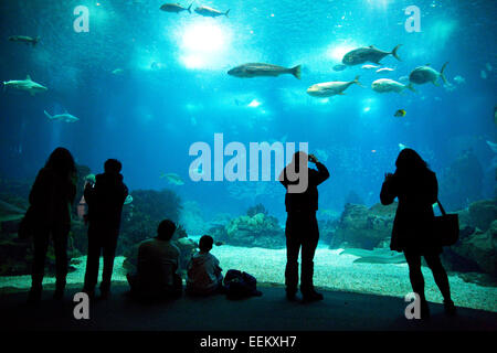 Lisbonne, PORTUGAL - Janvier 12th, 2015 : l'intérieur de l'aquarium à Lisbonne le 12 janvier 2015 Lisbonne, Portugal. Le l Banque D'Images