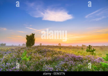 Paysage de bruyère, Lunebourg, près de Undeloh, Basse-Saxe, Allemagne Banque D'Images