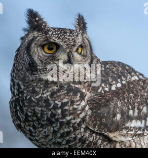 Trois quart de portrait d'un cas isolé eagle owl alerte regarder vers l'avant montrant eye and Feather détail Banque D'Images