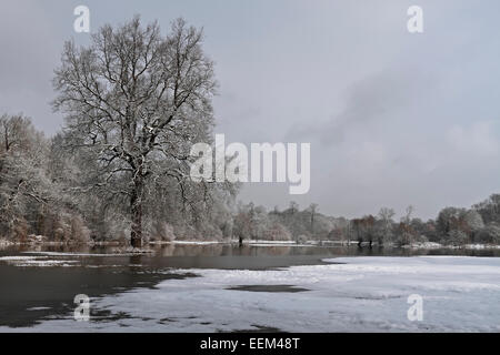 Les inondations d'hiver sur les plaines de l'Elbe, au milieu de la Réserve de biosphère de l'Elbe, près de Dessau-Rosslau, Saxe-Anhalt, Allemagne Banque D'Images