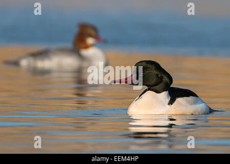 Harle bièvre (Mergus merganser), homme, femme, plumage nuptial, au milieu de la Réserve de biosphère de l'Elbe, Saxe-Anhalt, Allemagne Banque D'Images