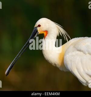 Spatule blanche Spatule blanche ou conjoint (Platalea leucorodia), adulte, le Parc National Kiskunság, le sud-est de la Hongrie, Hongrie Banque D'Images