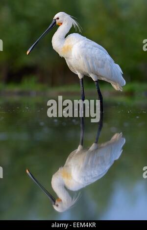 Spatule blanche Spatule blanche ou conjoint (Platalea leucorodia), avec la réflexion, le sud-est du parc national de Kiskunsag, Hongrie Banque D'Images