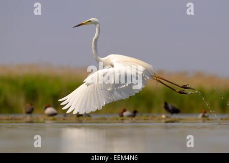 Grande Aigrette (Ardea alba), au décollage, le Parc National Kiskunság, le sud-est de la Hongrie, Hongrie Banque D'Images