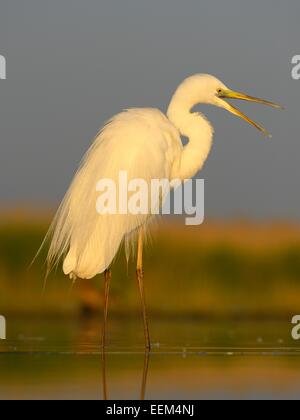 Grande Aigrette (Ardea alba), affichage dans la lumière du matin, le Parc National Kiskunság, le sud-est de la Hongrie, Hongrie Banque D'Images