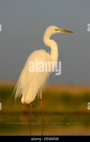 Grande Aigrette (Ardea alba), affichage dans la lumière du matin, le Parc National Kiskunság, le sud-est de la Hongrie, Hongrie Banque D'Images