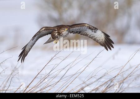 La buse (Buteo buteo) en vol au-dessus d'un paysage couvert de neige, la Réserve de biosphère du Jura souabe, Bade-Wurtemberg, Allemagne Banque D'Images