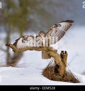 La buse (Buteo buteo), forme foncée, de l'atterrissage sur une branche avec de la neige légère, la Réserve de biosphère du Jura souabe, Bade-Wurtemberg Banque D'Images