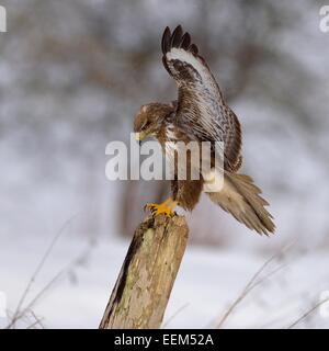 La buse (Buteo buteo), forme foncée, atterrissage sur une perche de saule, la Réserve de biosphère du Jura souabe, Bade-Wurtemberg, Allemagne Banque D'Images