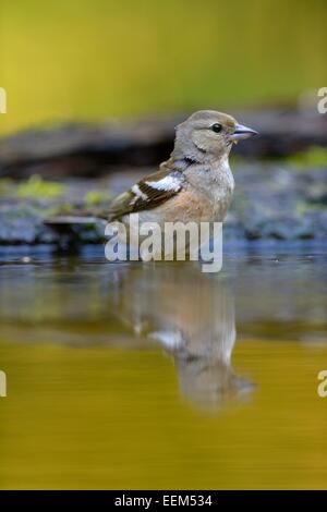 Chaffinch (Fringilla coelebs), femme dans le bain d'oiseaux avec la réflexion, le Parc National Kiskunság, Hongrie Banque D'Images