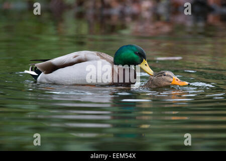 Les canards colverts (Anas platyrhinchos), l'accouplement, de l'Ems, Basse-Saxe, Allemagne Banque D'Images