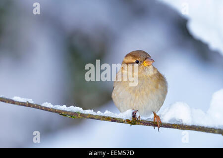 Jeune Moineau domestique (Passer domesticus), femme, assis sur des rameaux, Suisse Banque D'Images