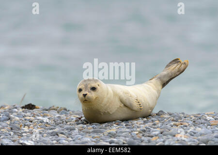 Phoque commun (Phoca vitulina), pup sur une plage de galets, l'île de Helgoland, Schleswig-Holstein, Allemagne Banque D'Images