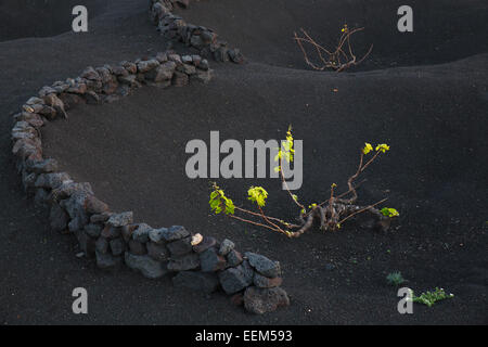 Vignes protégées par des murs secs faits de pierres de lave, vignobles uniques au monde sur les cendres volcaniques, de culture sèche Banque D'Images