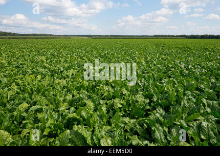 La betterave à sucre (Beta vulgaris ssp. vulgaris), champ, Basse-Saxe, Allemagne Banque D'Images