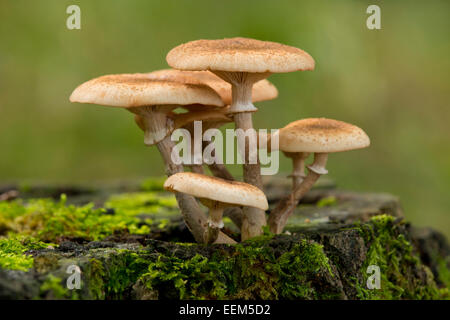 Miel foncé (champignon Armillaria ostoyae), Basse-Saxe, Allemagne Banque D'Images