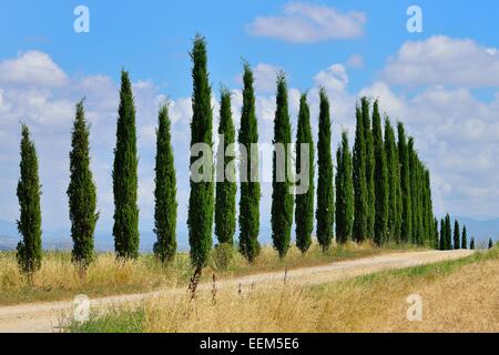Chemin de terre avec une avenue de cyprès, près de Murlo, Province de Sienne, Toscane, Italie Banque D'Images