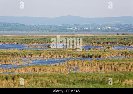 Les lits de roseaux sur le lac de Neusiedl, le lac de Neusiedl Parc National d'Illmitz, Seewinkel, Nord de Burgenland, Burgenland, Autriche Banque D'Images