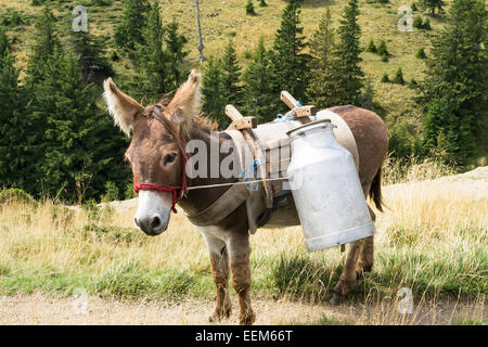 Âne transportant de lourds récipients de lait dans une bergerie dans les montagnes Banque D'Images