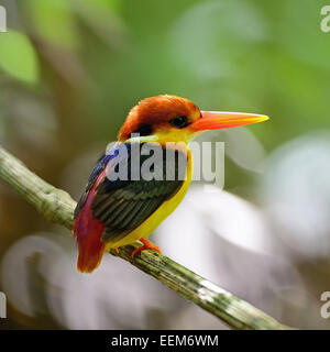 Martin-pêcheur coloré oiseau, le Kingfisher (Ceyx erithacus), profil arrière Banque D'Images