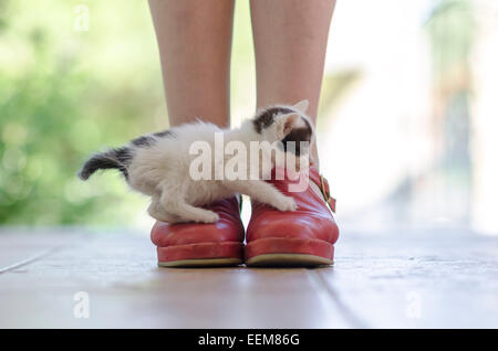 Chaton sur chaussures rouges Banque D'Images