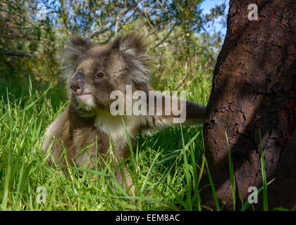 Koala assis près d'un arbre, Mikkira Station, Port Lincoln, Australie méridionale, Australie Banque D'Images