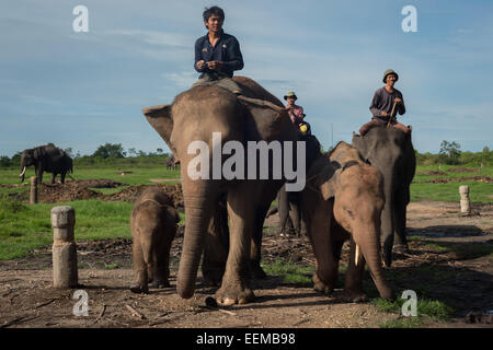 Les gardiens d'éléphants prendre leurs éléphants sur l'alimentation du terrain dans le Parc National de Way Kambas, Indonésie. Banque D'Images