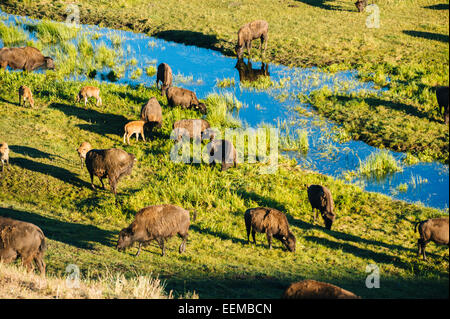 Troupeau de bisons paissant dans les champs près de creek Banque D'Images