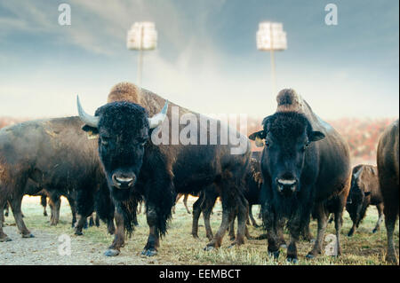 Troupeau de bisons standing in field au stade de sport Banque D'Images