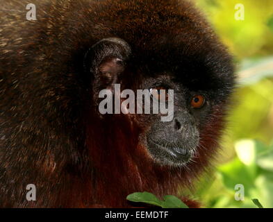 Cuivré d'Amérique du Sud ou Singe Titi couleur cuivre (Callicebus cupreus) Banque D'Images