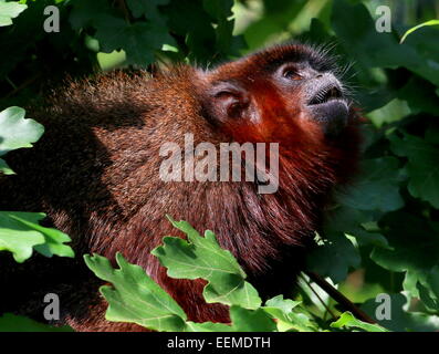 Cuivré d'Amérique du Sud ou Singe Titi couleur cuivre (Callicebus cupreus) Banque D'Images