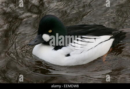 Canard Garrot mâle (Bucephala clangula) Banque D'Images