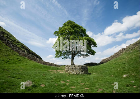 Mur d'Hadrien à Sycamore Gap Banque D'Images