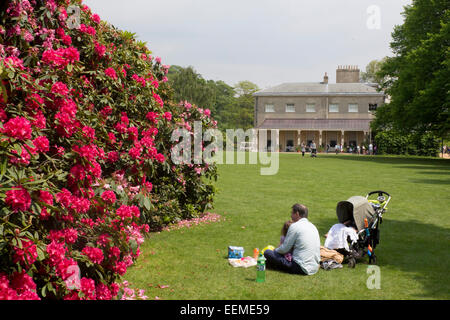 Père et fille having picnic sur pelouse à Kenwood House à côté de rhododendron bush Hampstead Heath North London England UK Banque D'Images