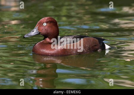 Nyroca, White-eyed Pochard, homme, Drake, Moorente, Männchen, Erpel, Moor-Ente, fuligule nyroca (Aythya nyroca), Banque D'Images