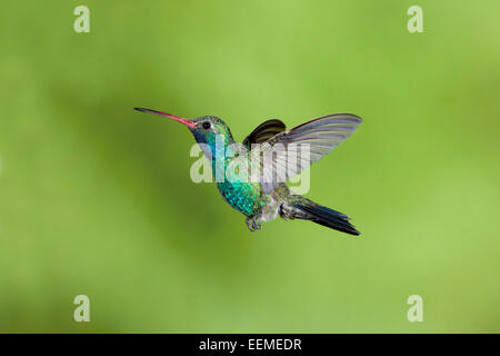 Large-billed Hummingbird Cynanthus latirostris Santa Rita Mountains, Arizona, United States 18 mai mâle adulte Trochili Banque D'Images